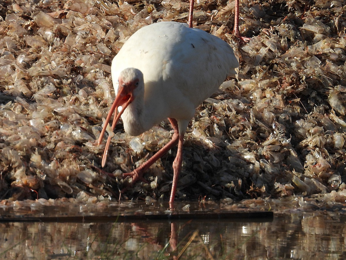 White Ibis - ML646650659