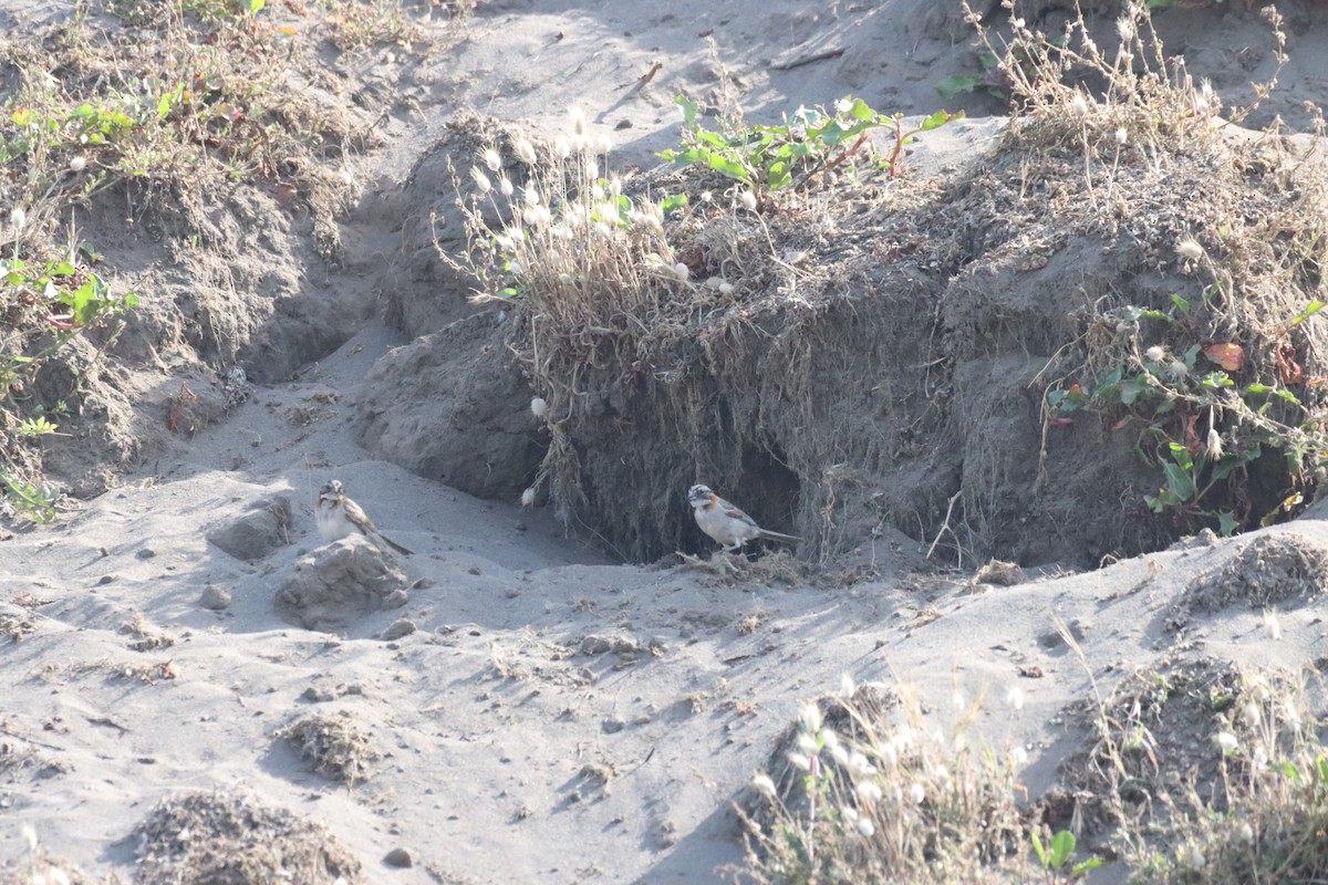 Rufous-collared Sparrow - ML646650660