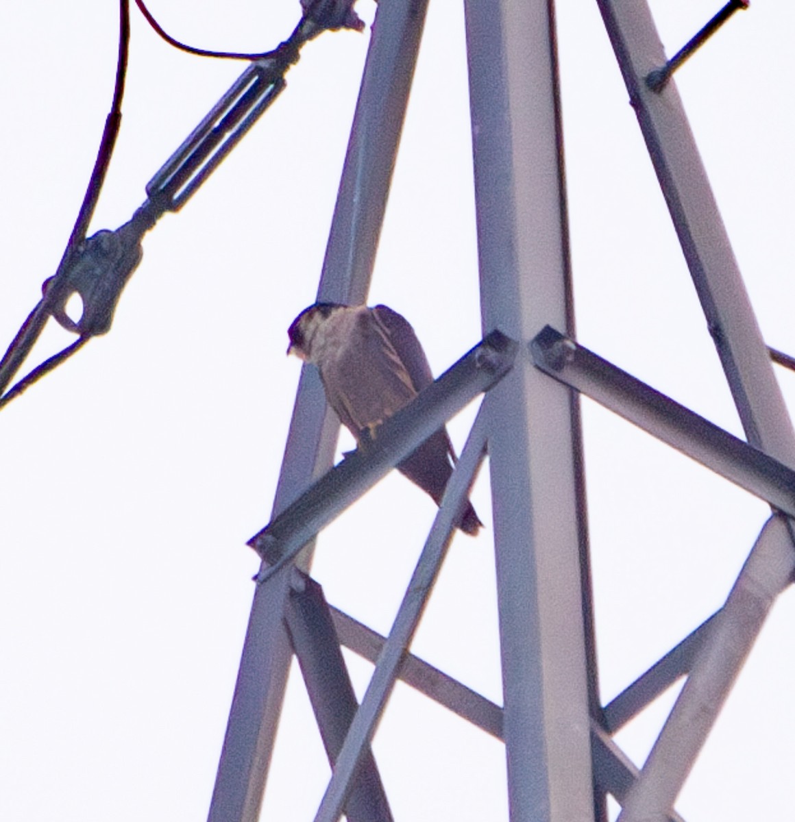 Peregrine Falcon - ML646650661