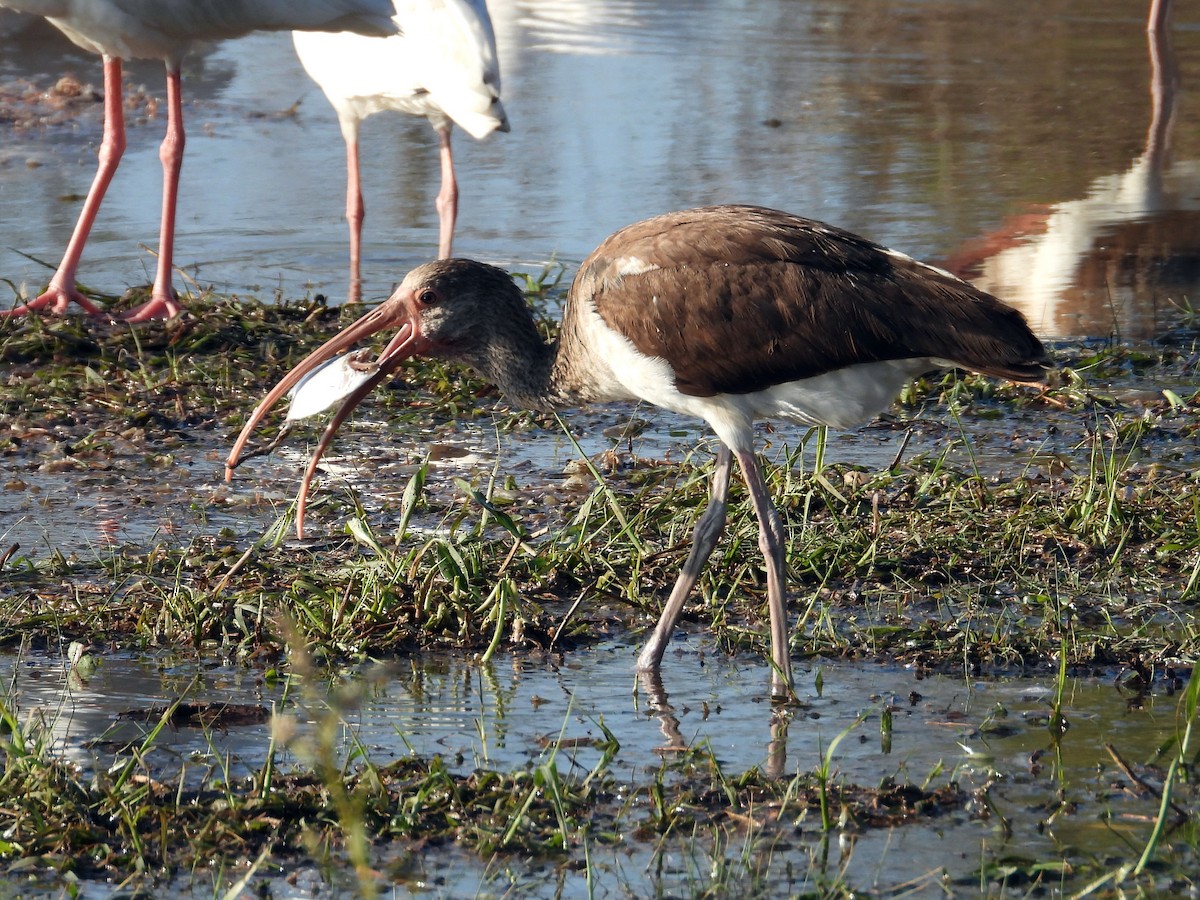White Ibis - ML646650663