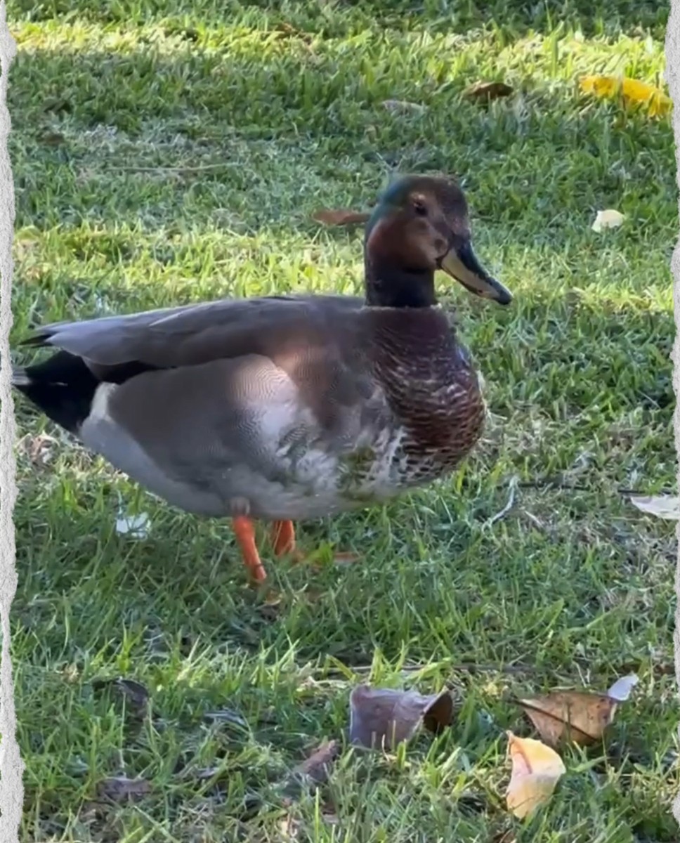 Ánade Friso x Azulón (híbrido) - ML646650664