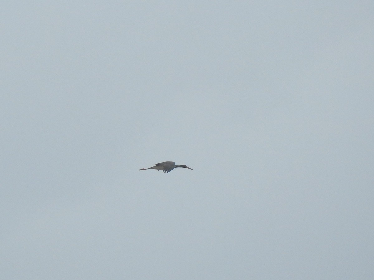 Cigüeña Negra - ML646650667