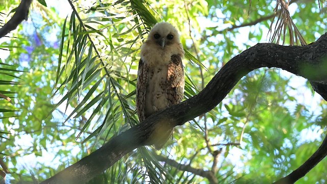 Сова-рибоїд смугаста - ML646650669