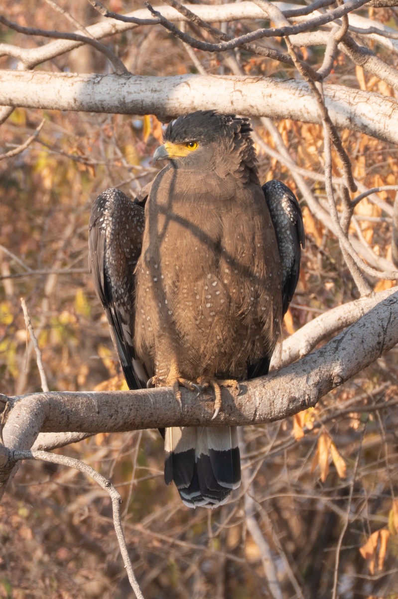 Culebrera Chiíla - ML646650670