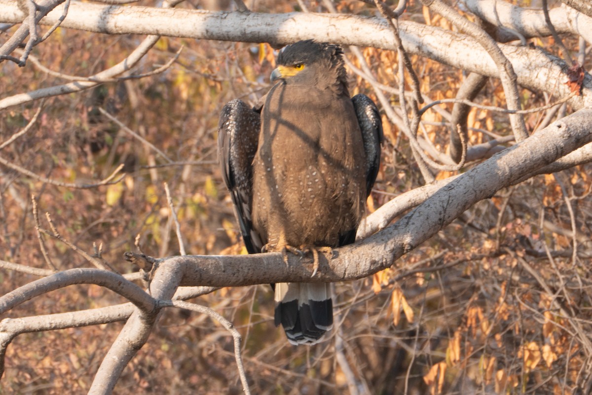 Culebrera Chiíla - ML646650671