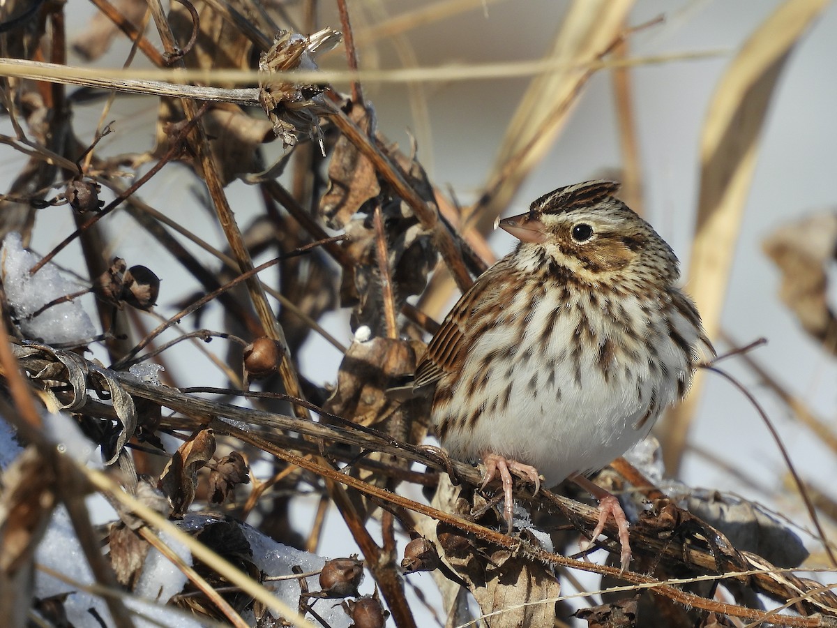 Chingolo Sabanero - ML646650672