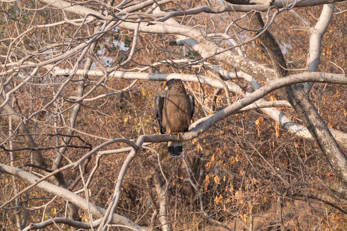 Culebrera Chiíla - ML646650673