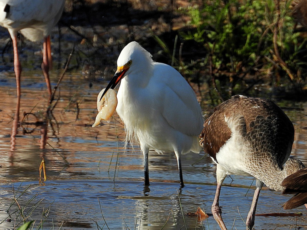 Snowy Egret - ML646650675