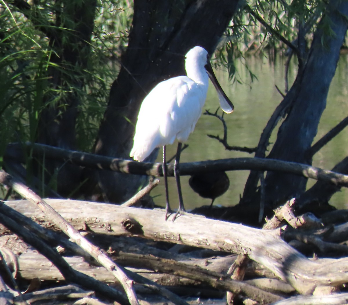 Kara Yüzlü Kaşıkçı - ML646650679