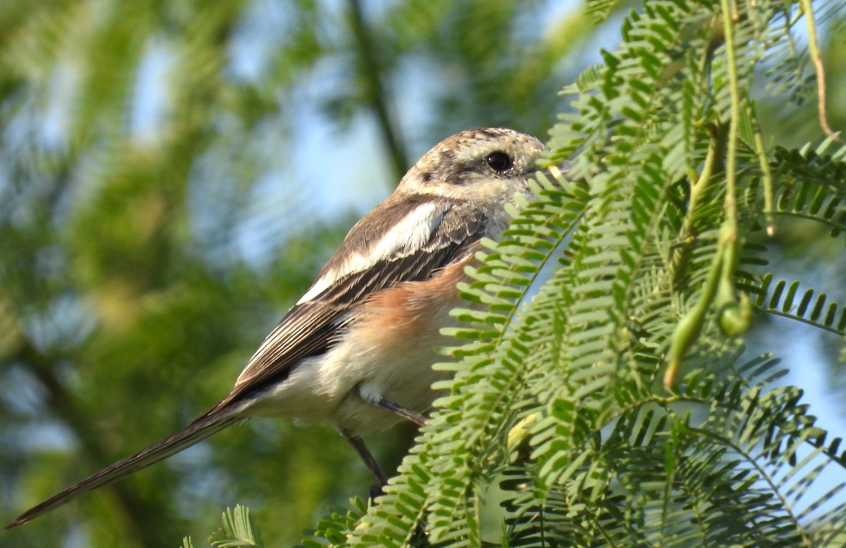 Antzandobi nubiarra - ML646650682