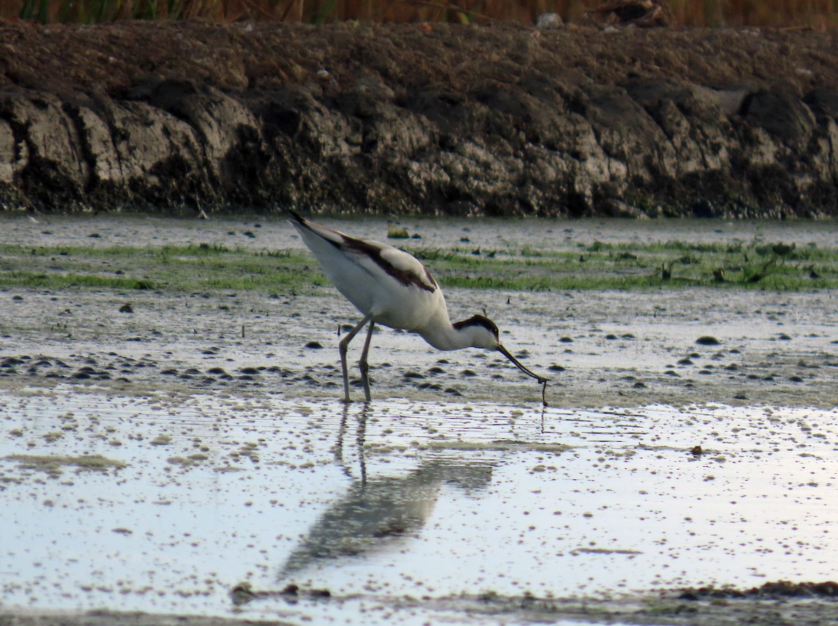 Pied Avocet - ML646650683
