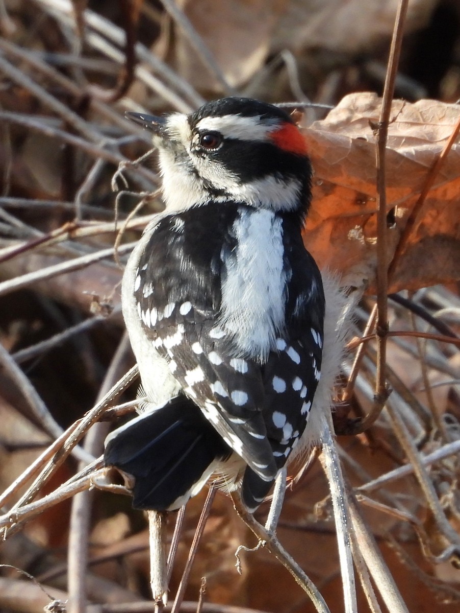 Downy Woodpecker - ML646650684