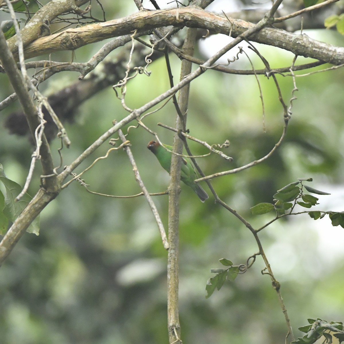 Bay-headed Tanager - ML646650685