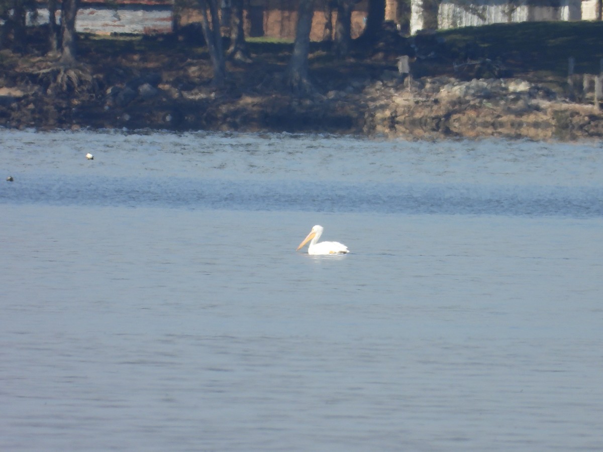 American White Pelican - ML646650686