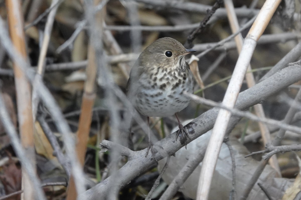 Hermit Thrush - ML646650687