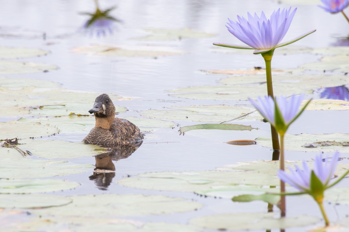 White-backed Duck - ML646650688