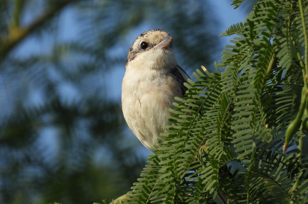 Antzandobi nubiarra - ML646650690