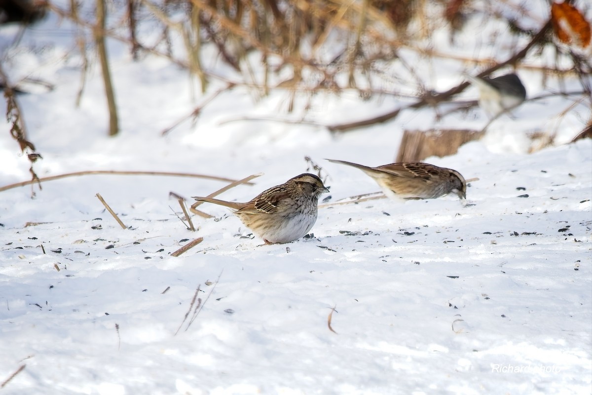 ノドジロシトド - ML646650691