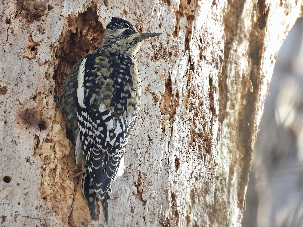 Chupasavia Norteño - ML646650694