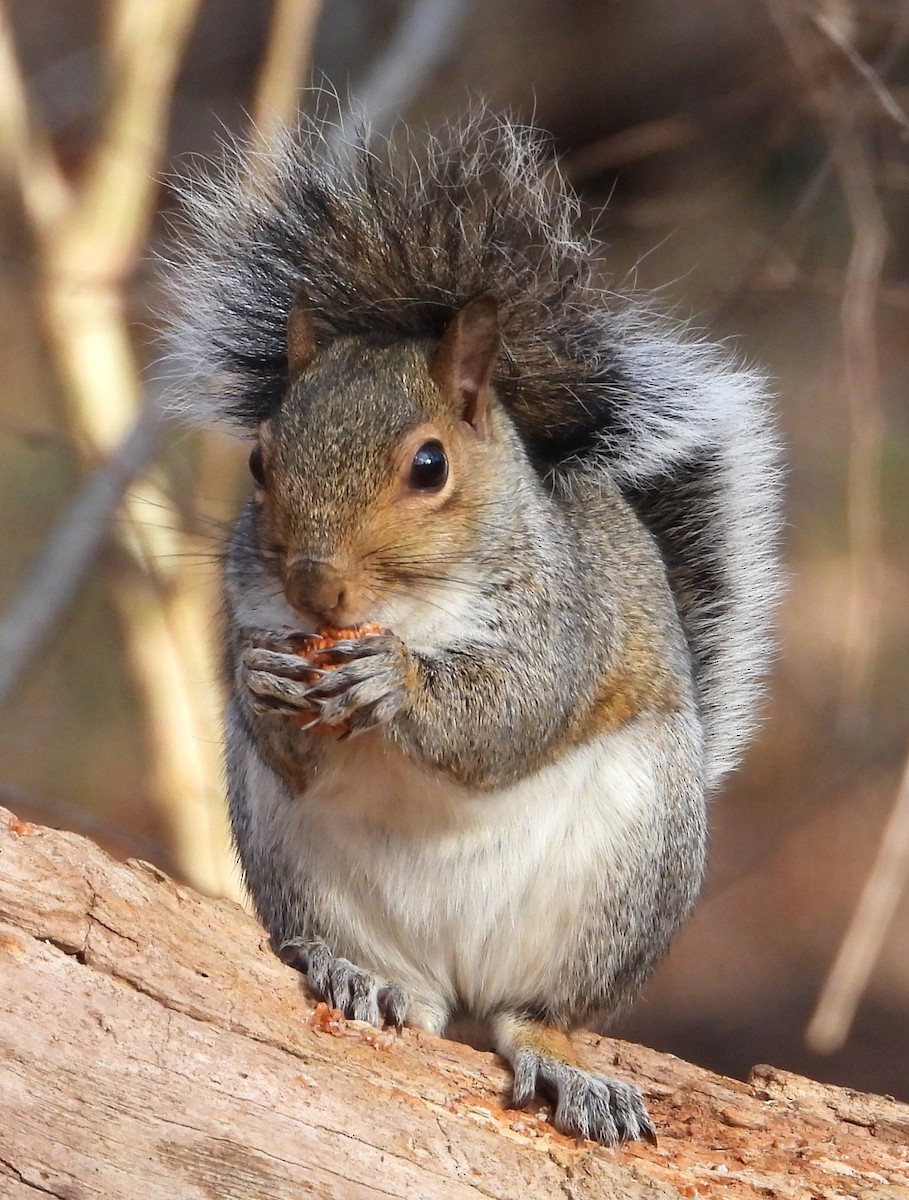 סנאי אפור - ML646650699