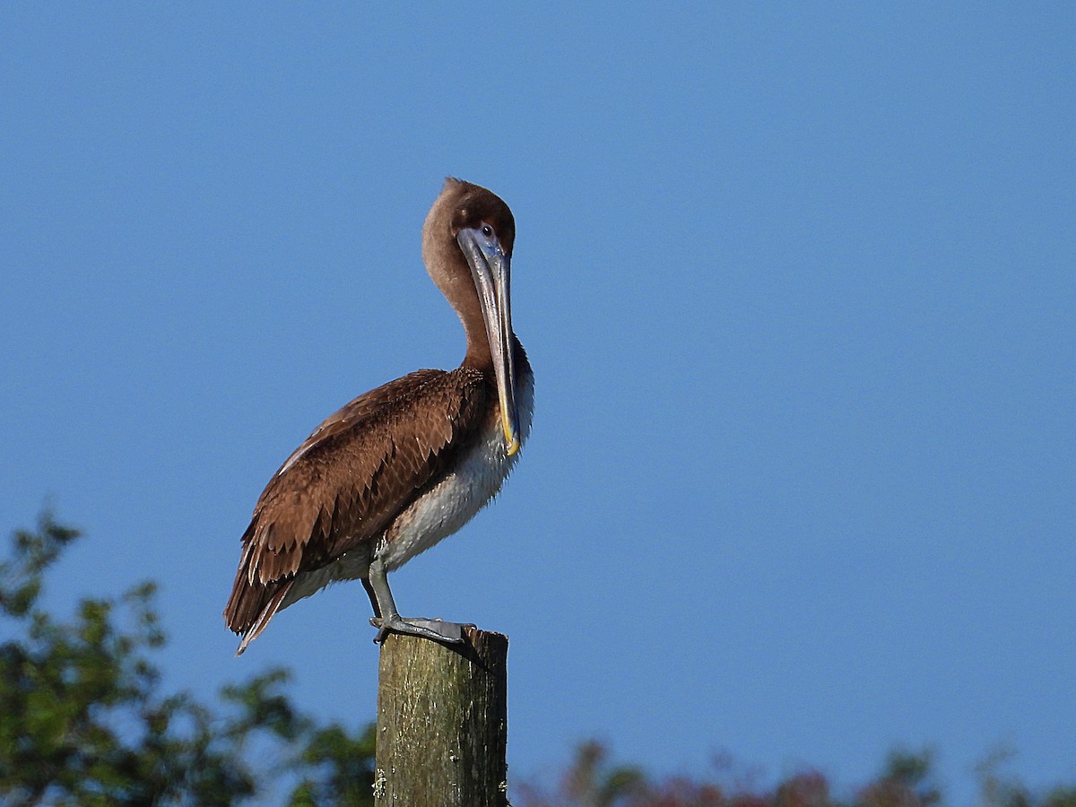 Brown Pelican - ML646650703