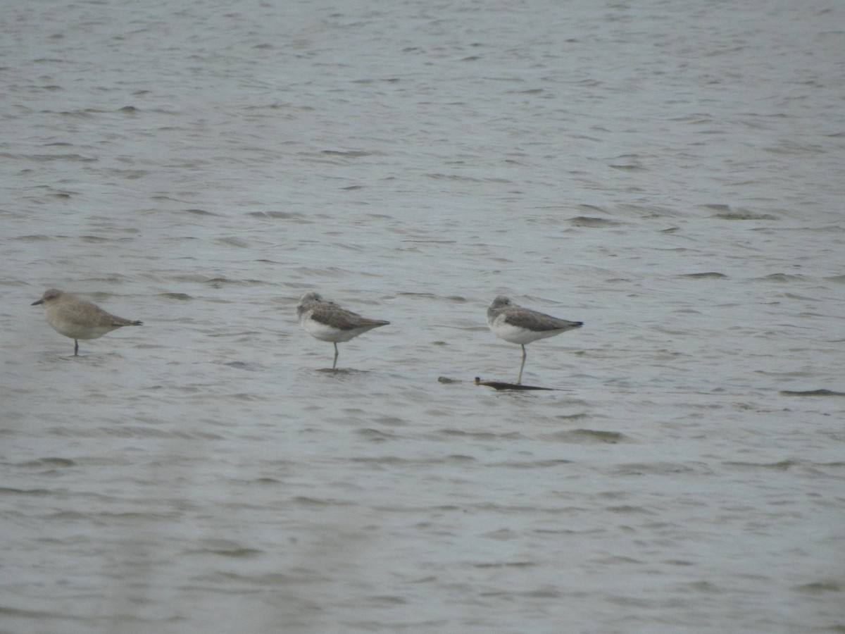 Archibebe Claro - ML646650704