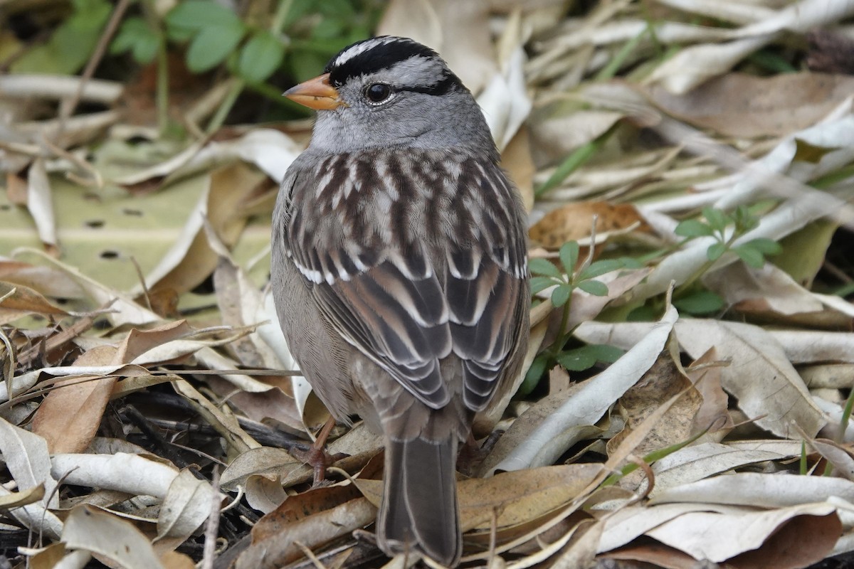 White-crowned Sparrow - ML646650705