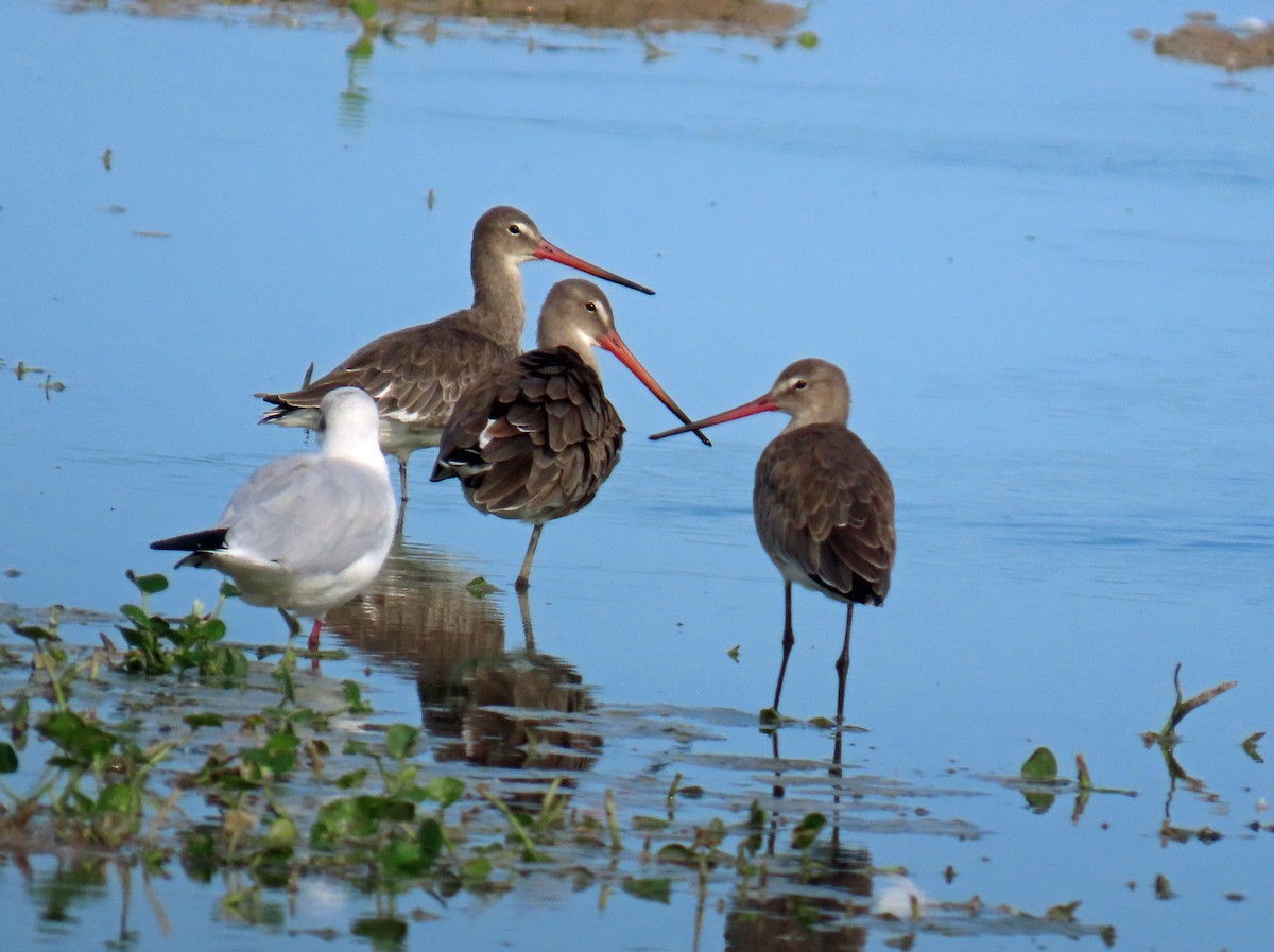 Black-tailed Godwit - ML646650706