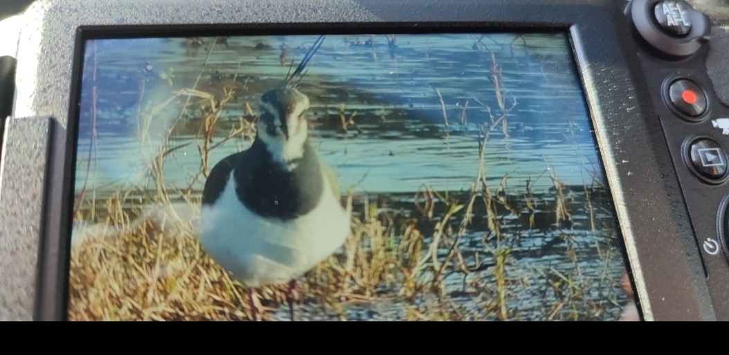 Northern Lapwing - ML646650707