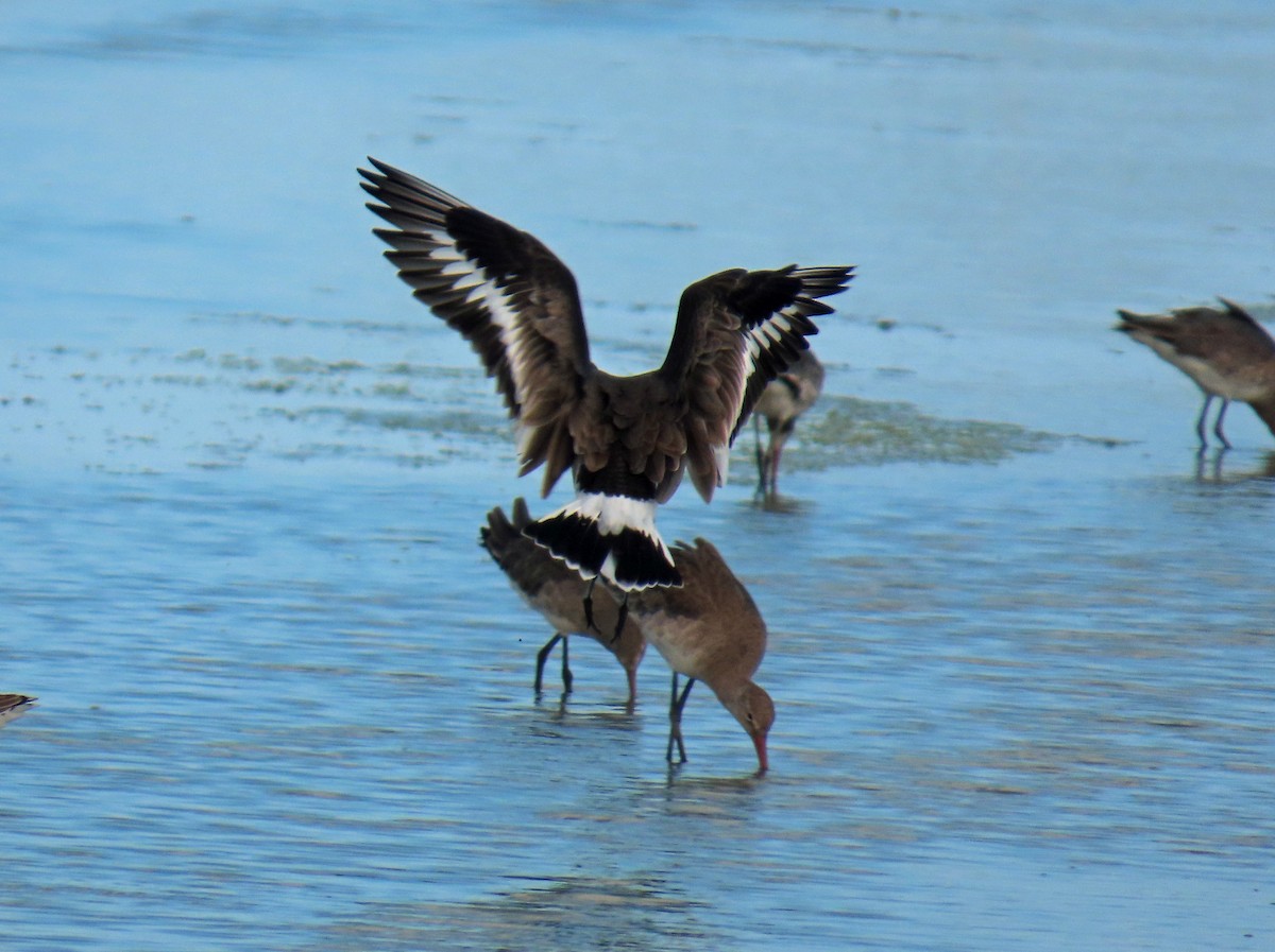 Black-tailed Godwit - ML646650708
