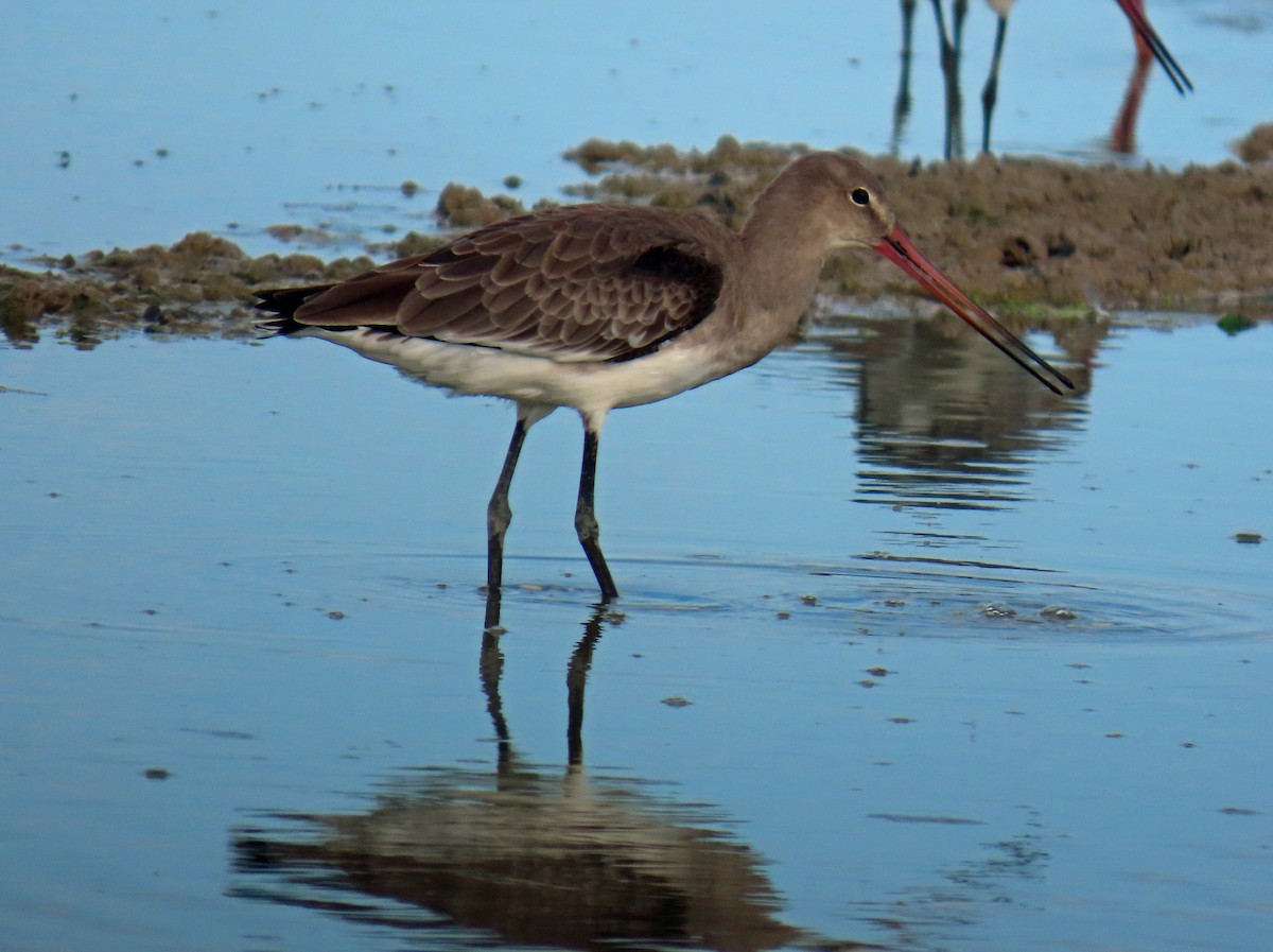 Black-tailed Godwit - ML646650709