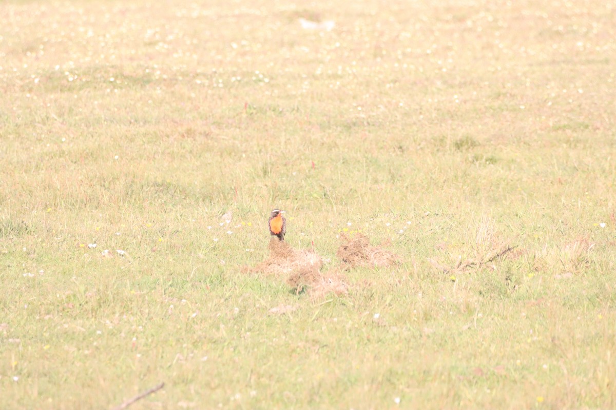 Long-tailed Meadowlark - ML646650710