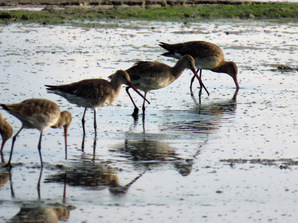 Black-tailed Godwit - ML646650711