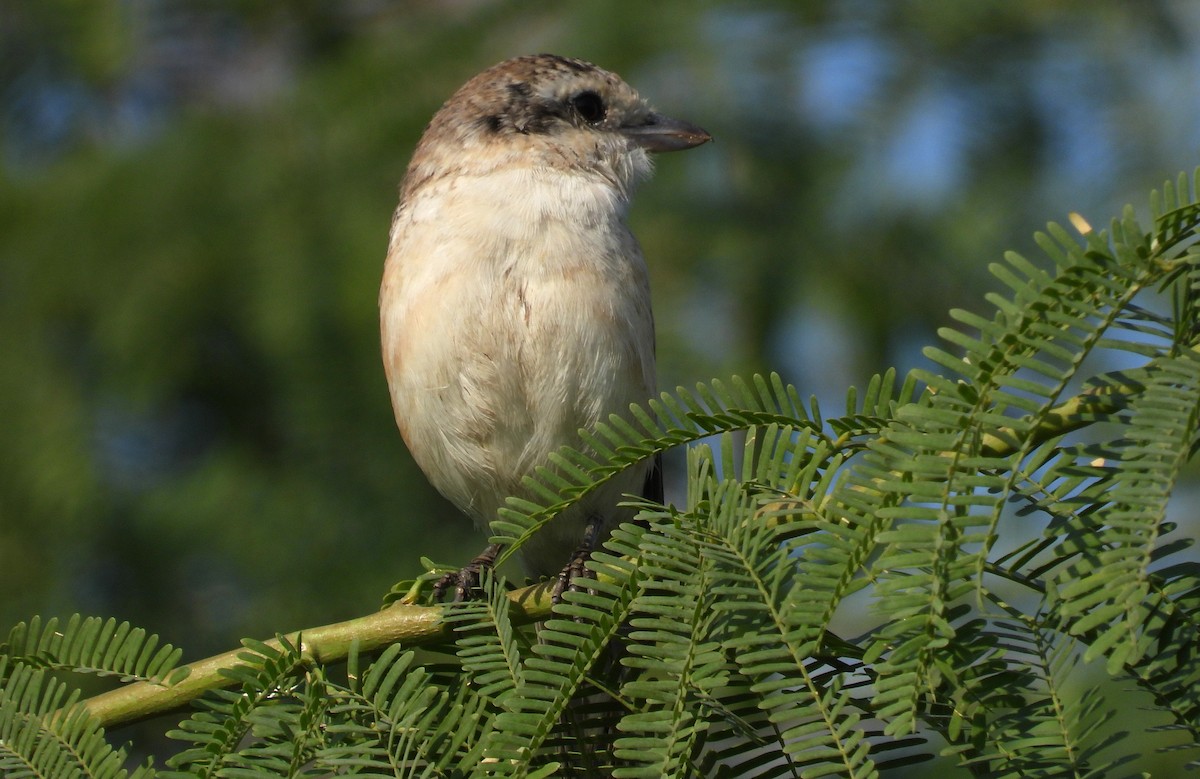 Antzandobi nubiarra - ML646650712