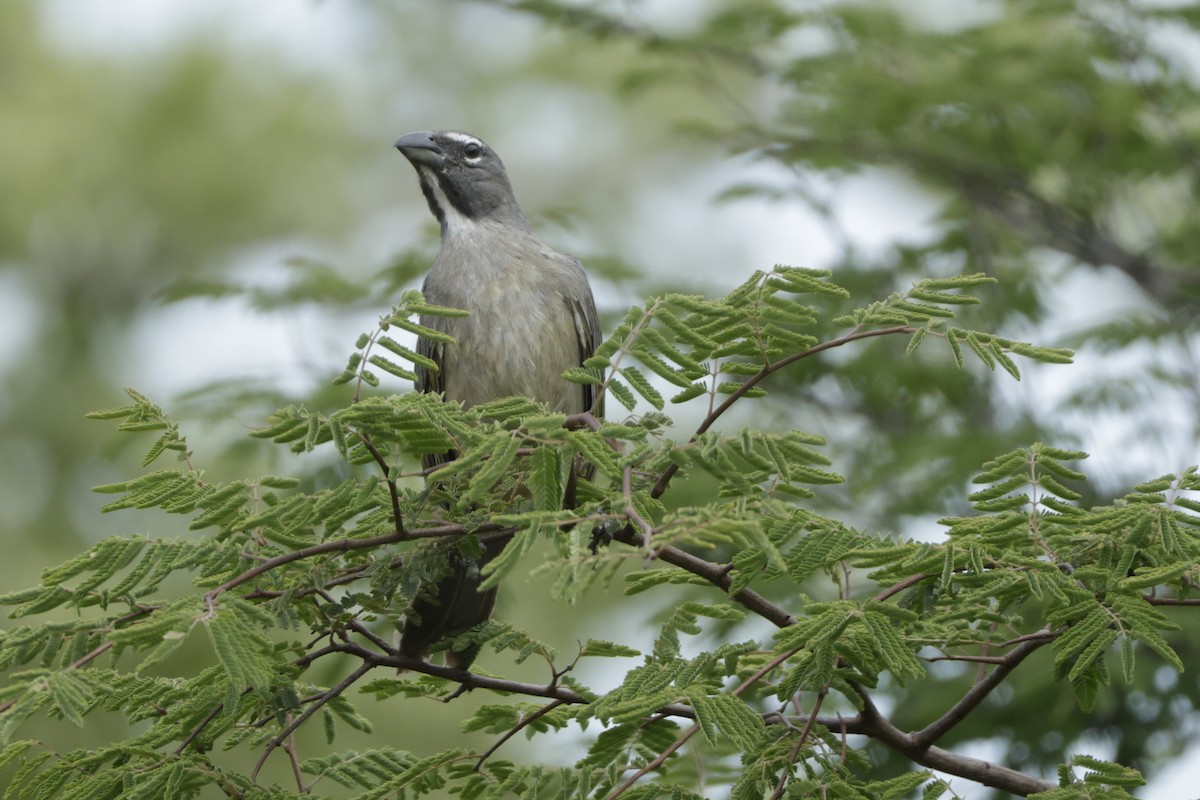 Olive-gray Saltator - ML646650714