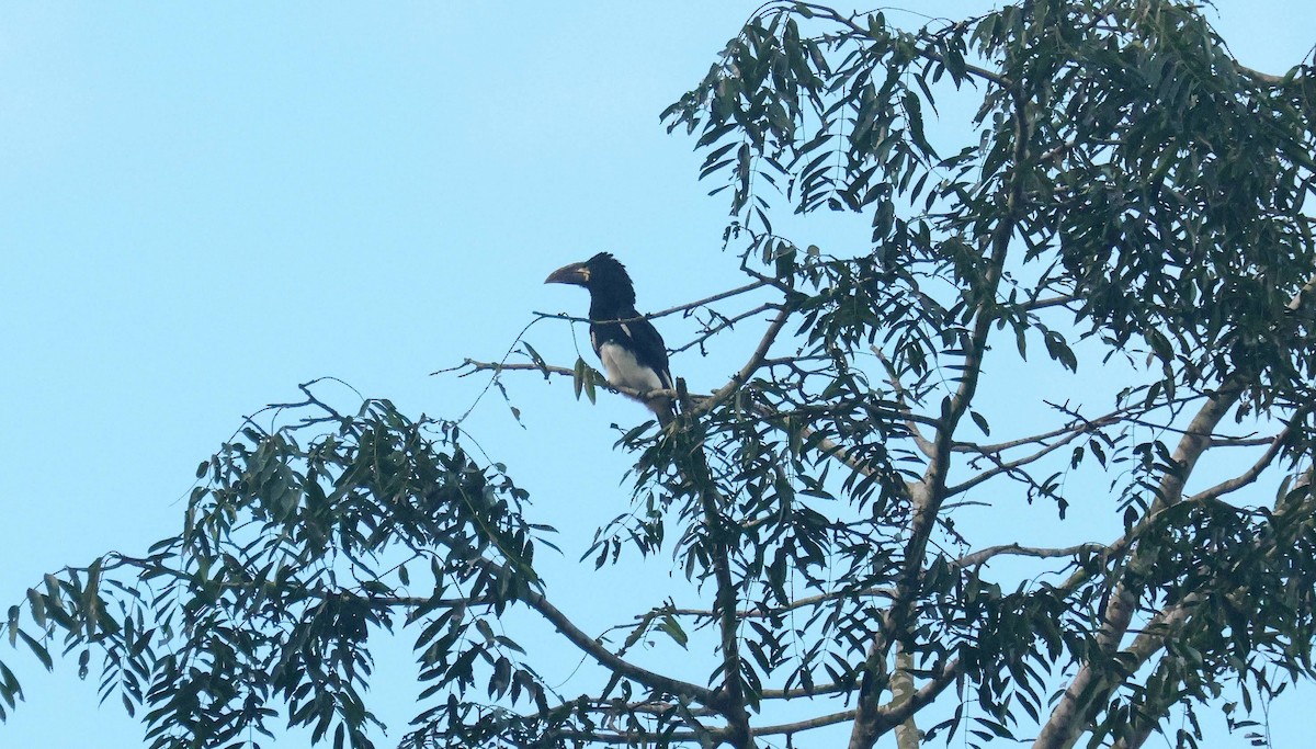 Крикливый шлеморог - ML646650715