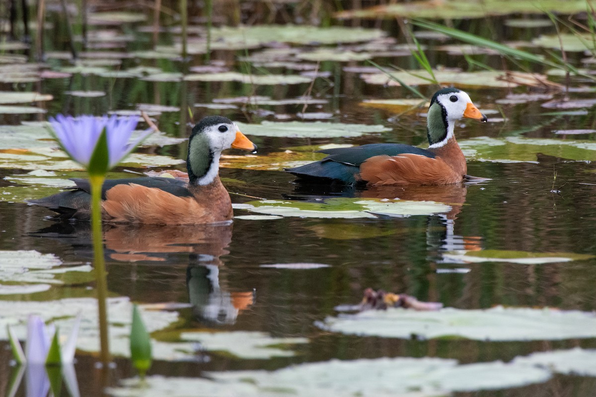African Pygmy-Goose - ML646650717