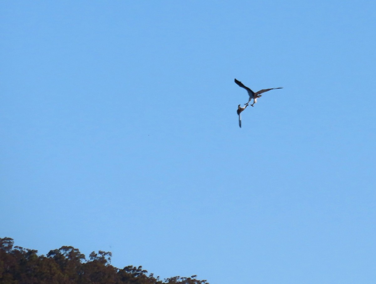 Oriyental Deniz Kartalı - ML646650718