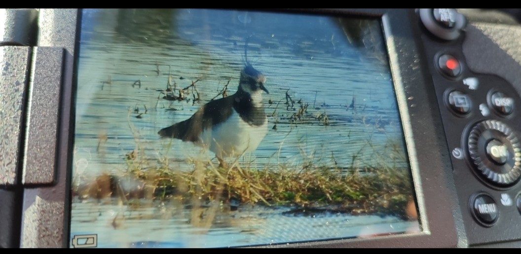 Northern Lapwing - ML646650719