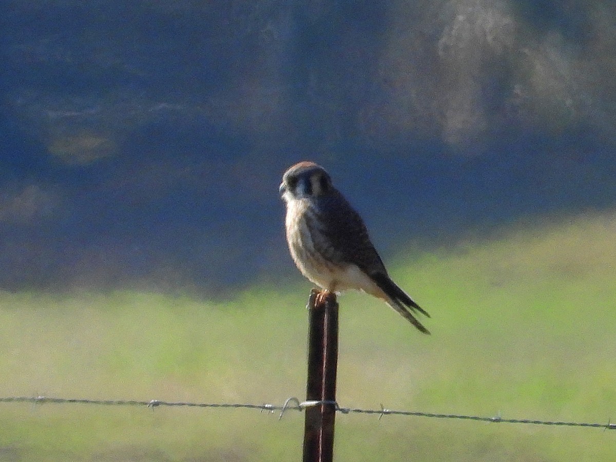 American Kestrel - ML646650725