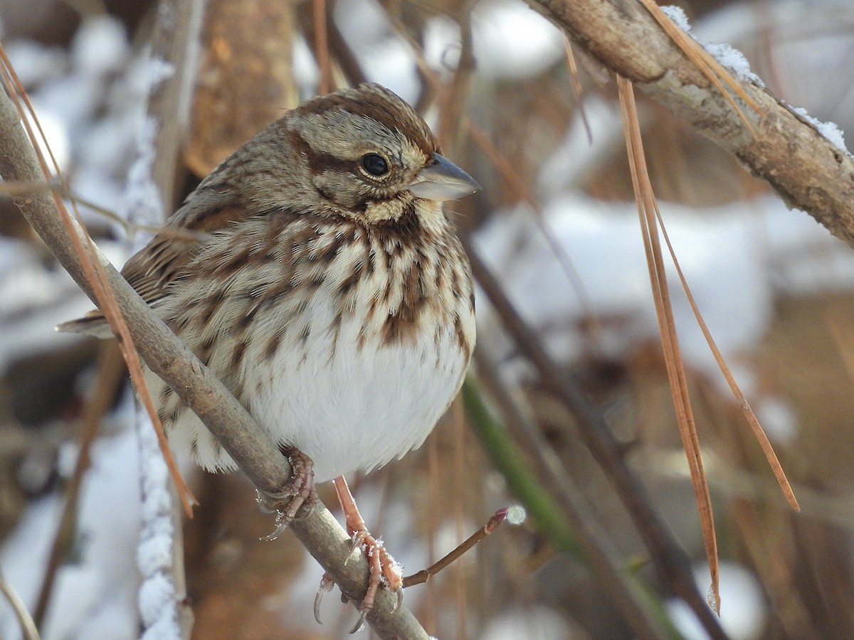 Chingolo Cantor - ML646650726