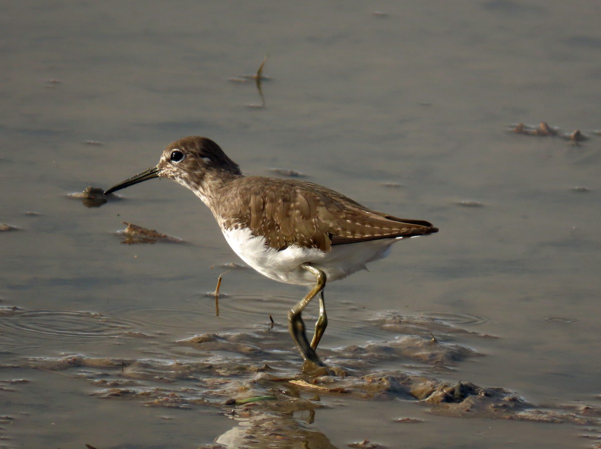 Green Sandpiper - ML646650727