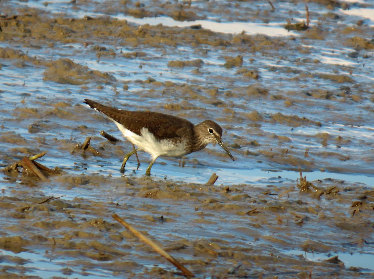 Green Sandpiper - ML646650728