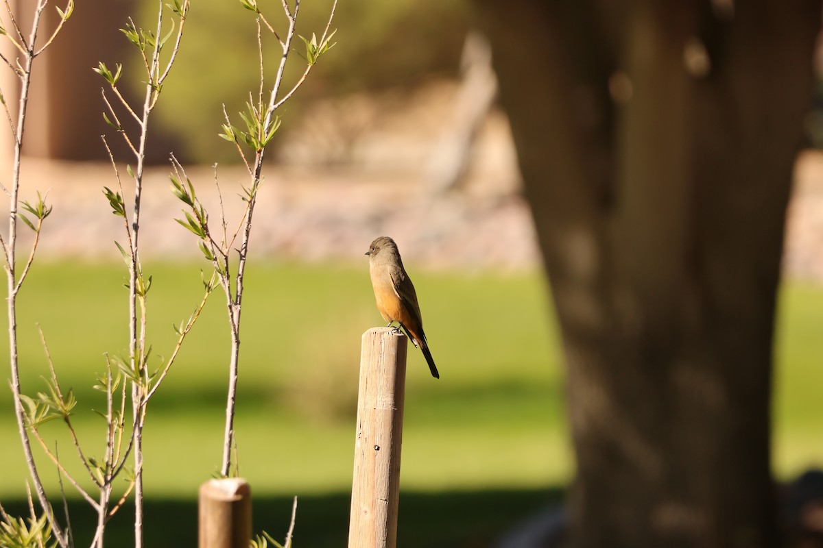 Say's Phoebe - ML646650729