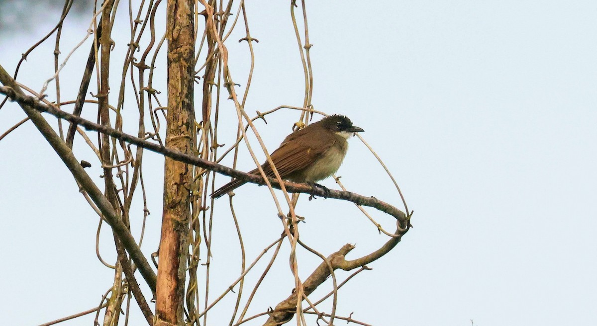 Белогорлый бюльбюль - ML646650730