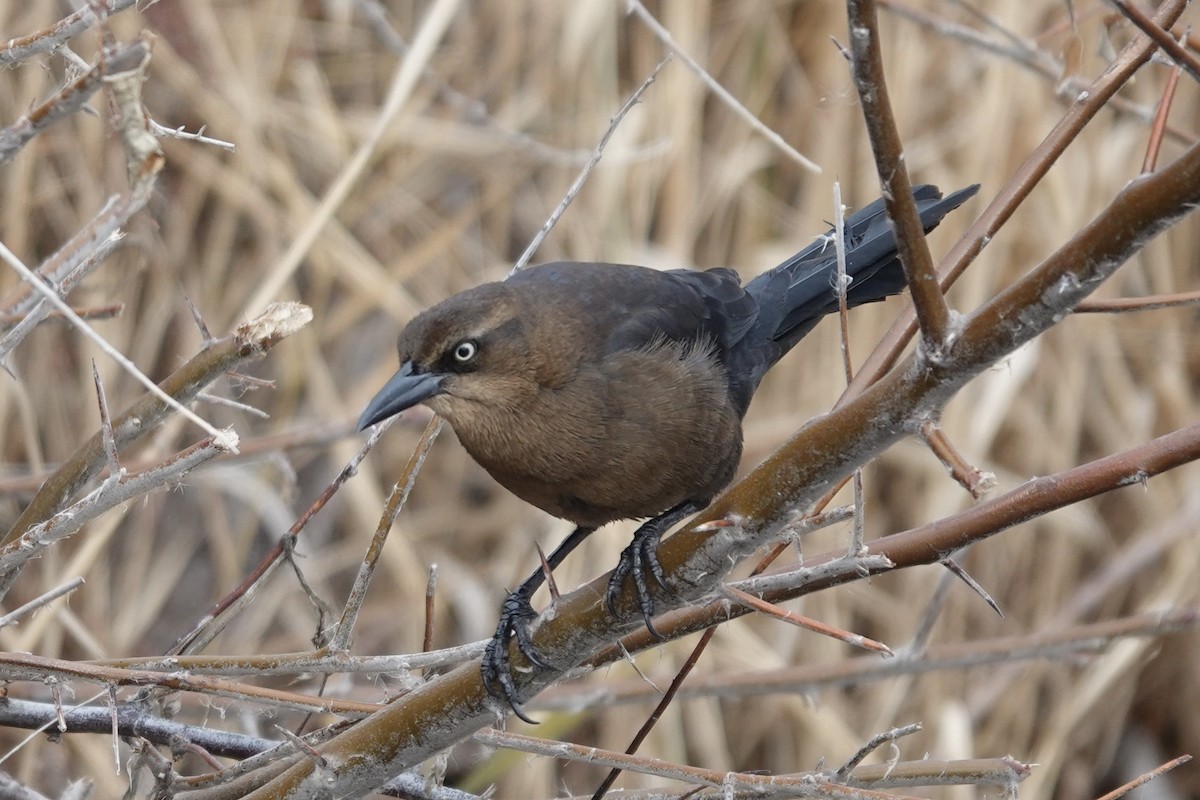 Great-tailed Grackle - ML646650731