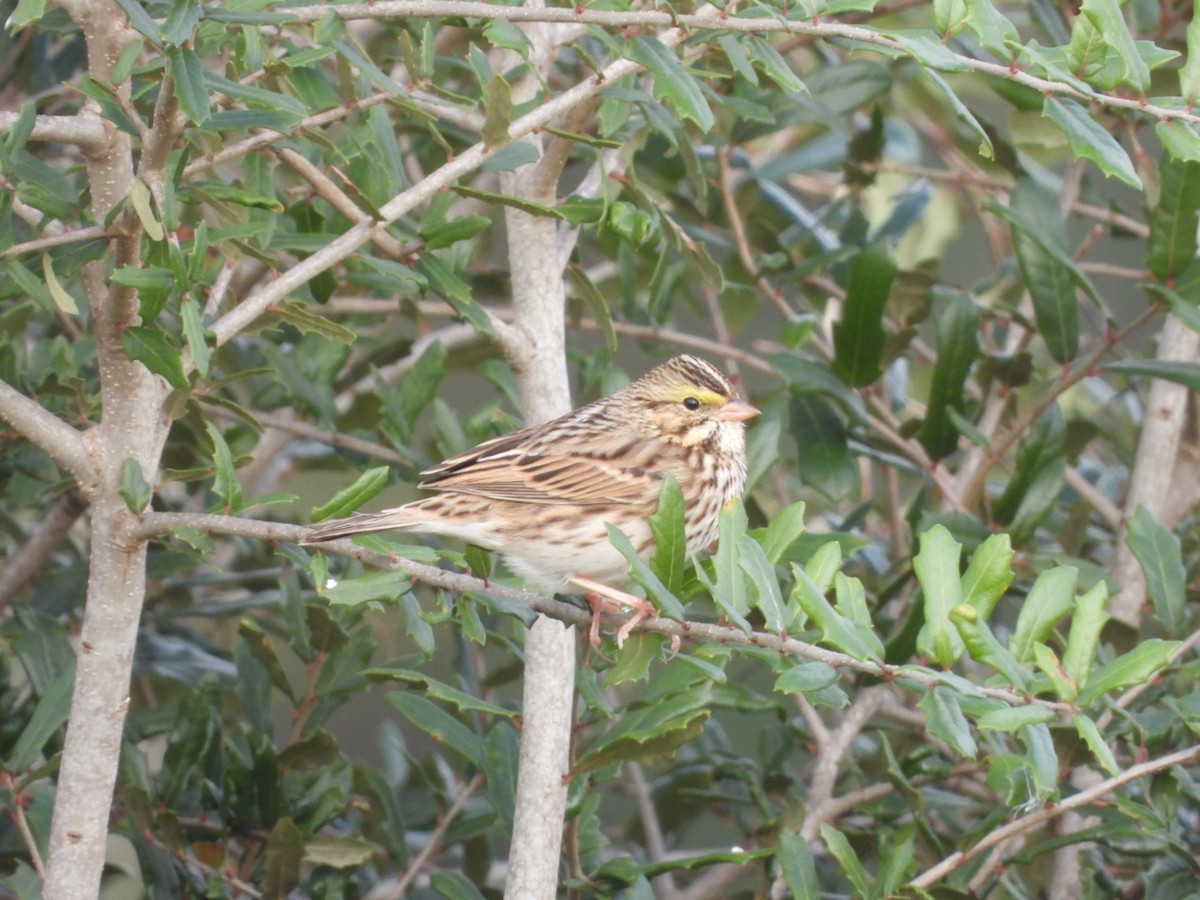 Savannah Sparrow - ML646650732