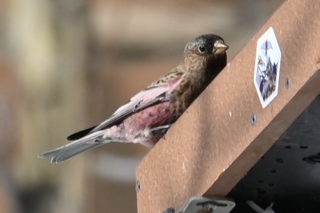 pěnkavice coloradská - ML646650734