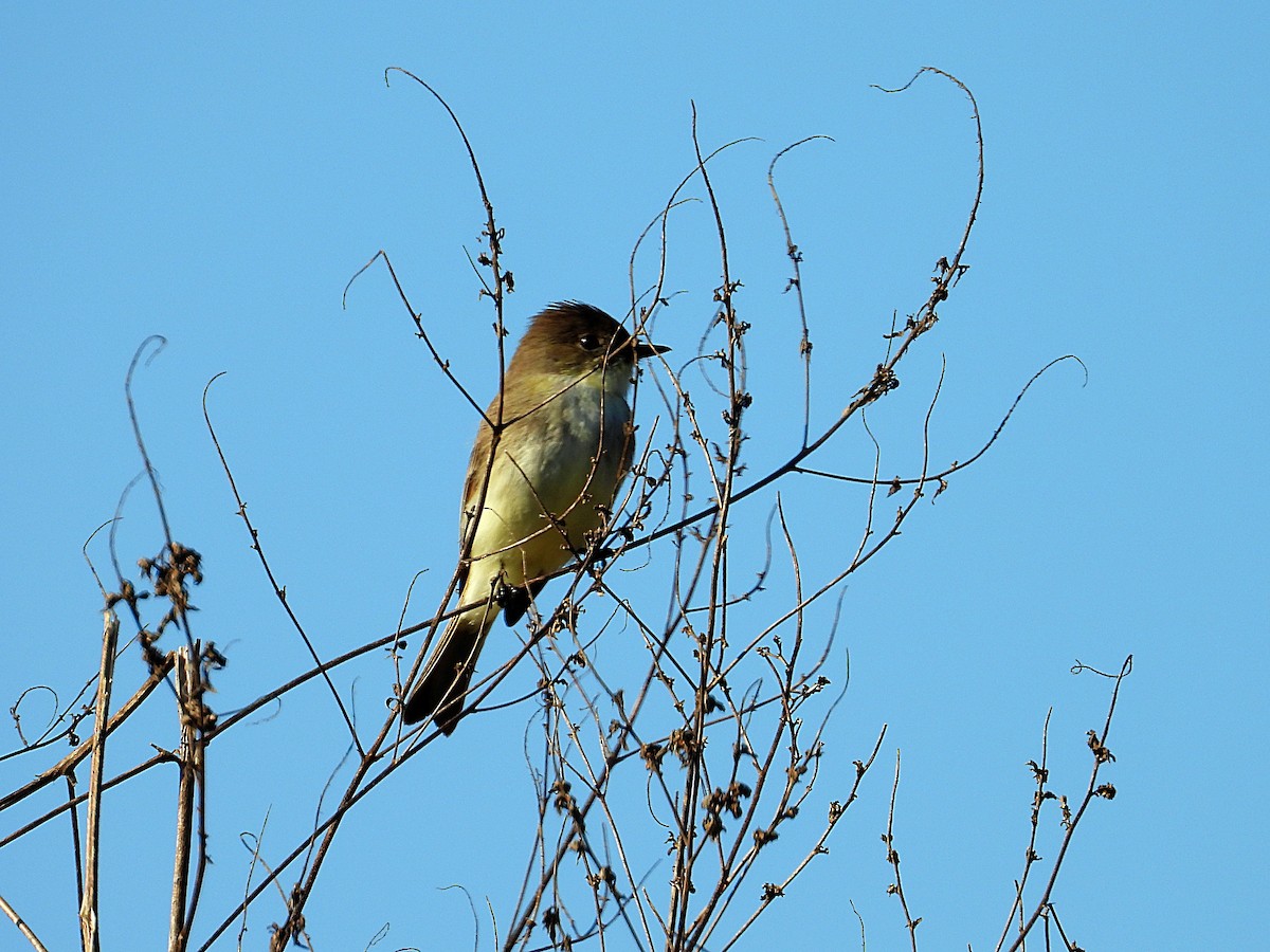 Eastern Phoebe - ML646650736