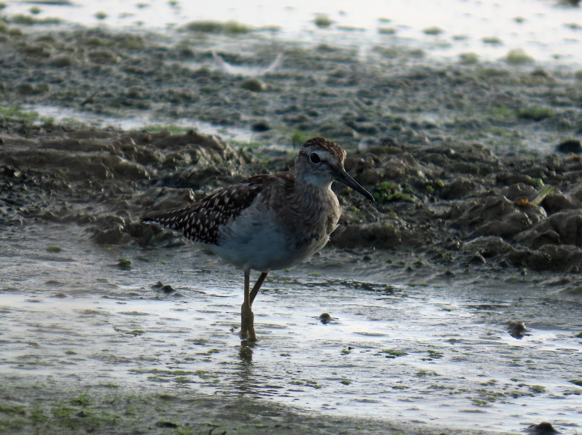 Wood Sandpiper - ML646650737